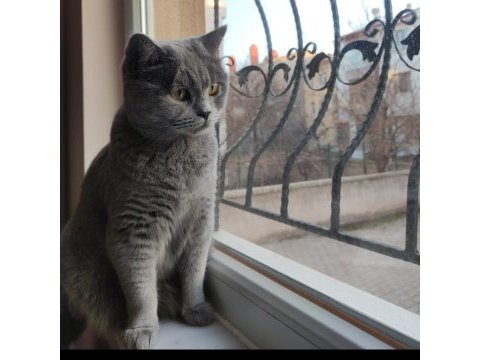 Tatlı british shorthair kızımıza yuva arıyoruz