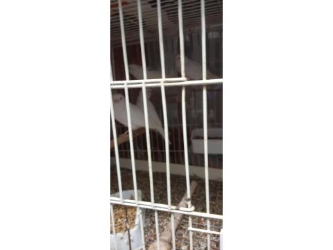 Satılık kanaryalar için ulaşın