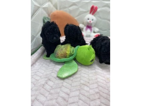 2 aylık siyah inci poodle bebekler