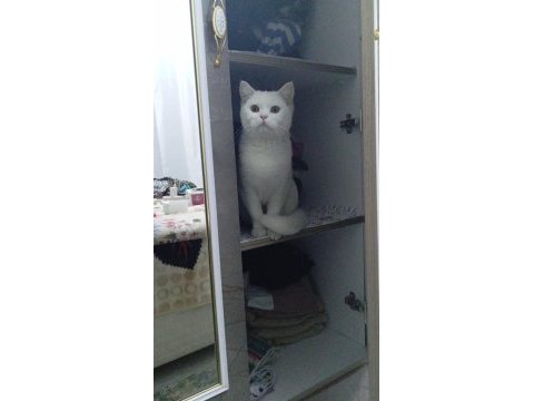 9 aylık british shorthair kızım mia ya yuva arıyoruz