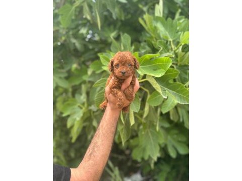 Irk garantili safkan toy poodle yavrum