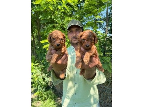 Toy poodle yavrularımız bir birinden güzel