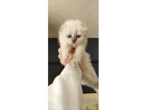 Scottish fold yavrular