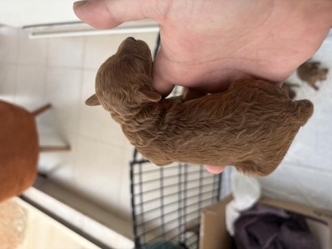 Dişi erkek toy poodle yavrularımız
