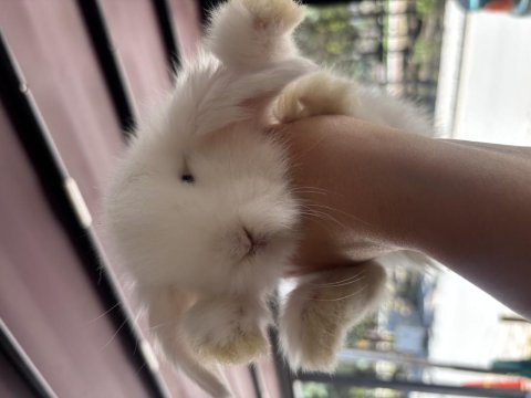 Teddy lop tavşanı