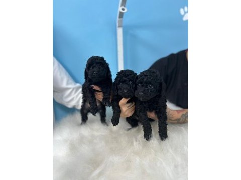 Siyah toy poodle yavrular