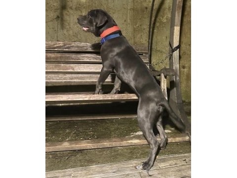 6 aylık anne baba şecereli dişi cane corso