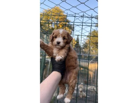 Maltipo yavrumuz yeni yuvasını arıyor