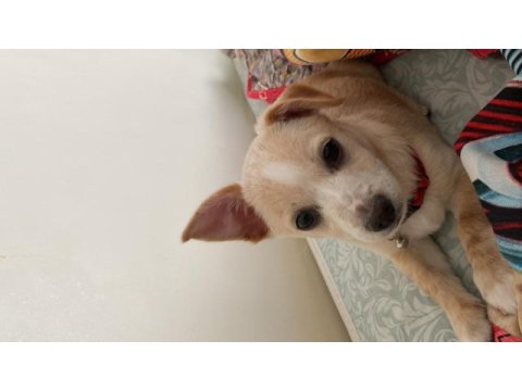 3 aylık erkek deer head chihuahua