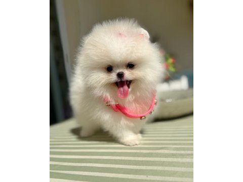 Üst düzey kalitede beyaz pomeranian dişi yavru