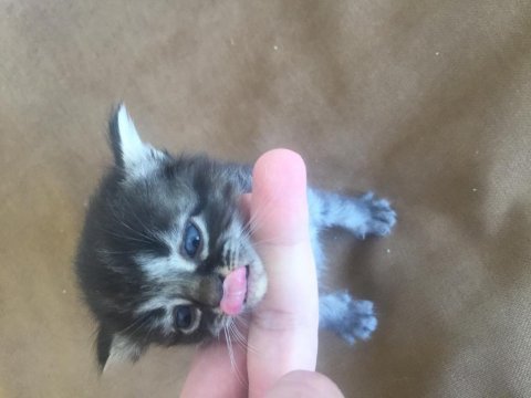 Scottish fold kırık kulak