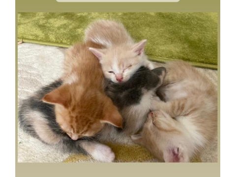 2 aylık yerim ve zamanım olmadığı için kediler