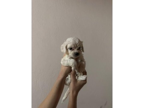 Yavru maltese terrierler