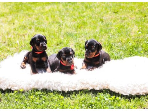Asil doberman yavrularım