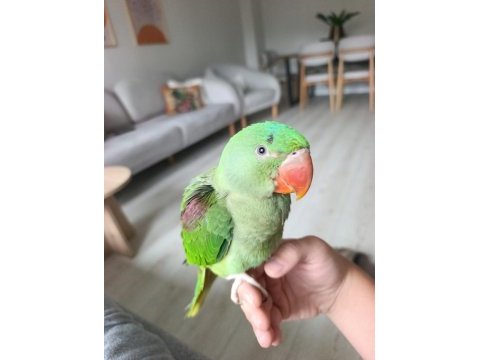 2,5 aylık bebek alexander papağanı ele alışkın