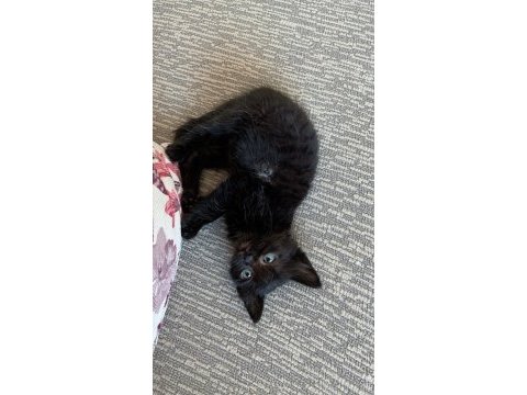 Kedimiz zeytin için yuva aranıyor