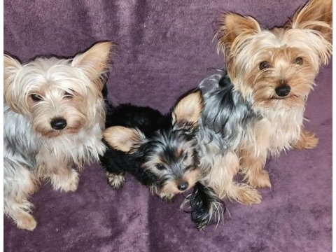 3 aylık dişi orjinal yorkshire terrier