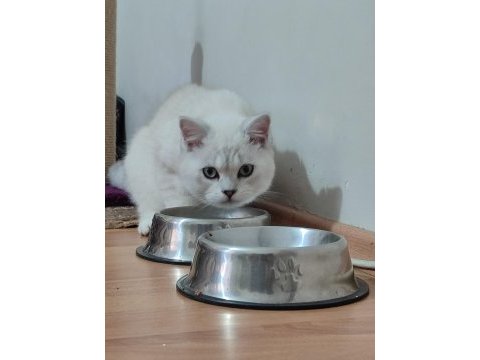 6 aylık erkek çipli british shorthair