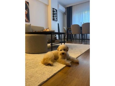 Maltipoo yavrumuza yeni yuva