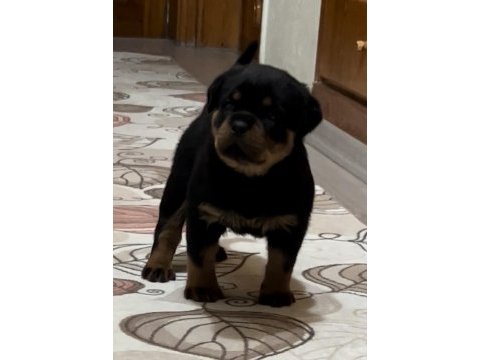 Grand türkiye şampiyonu yavruları a şecereli rottweiler