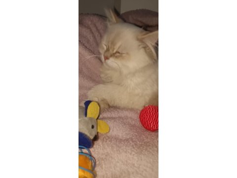 Orijinal ırk saf kan british longhair erkek