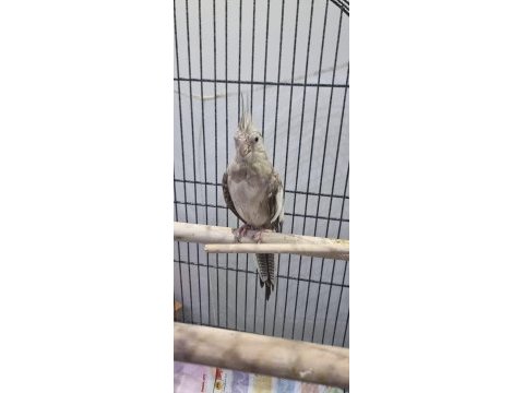 Hazır takım sultan papağanı
