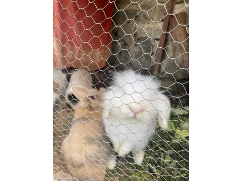 Orjinal erkek hollanda lop tavşanı
