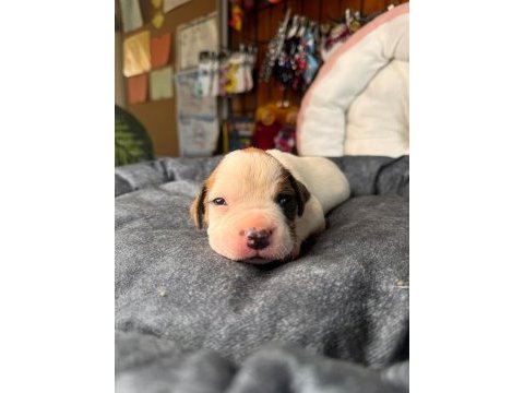 Güç sevenlere american bulldog yavrularımız