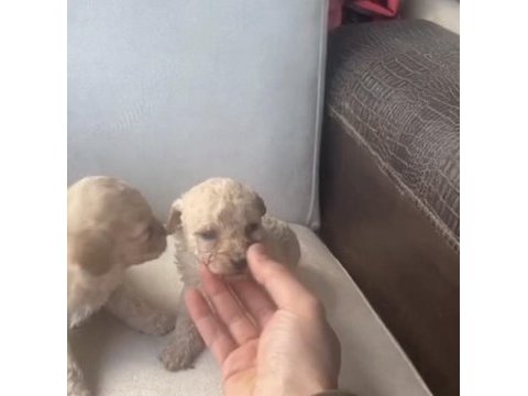 Maltipoo bebekler