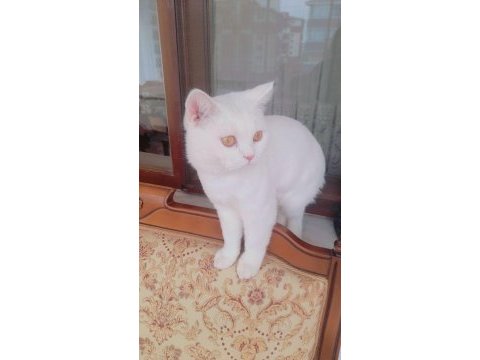 8 aylık erkek british longhair