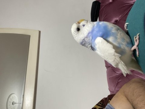 Kızgın dişi muhabbet kuşu