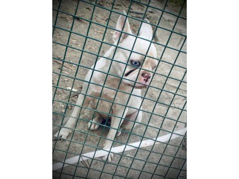 Platinyum french bulldog