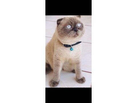 Blue point scottish fold