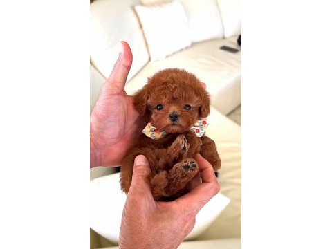 Yeni yıl hediyeniz toy poodle yavrular