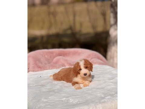 Show kalite giant (dev) poodle yavrular