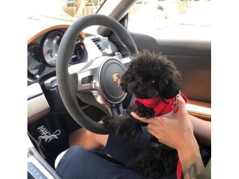 Black maltipoo