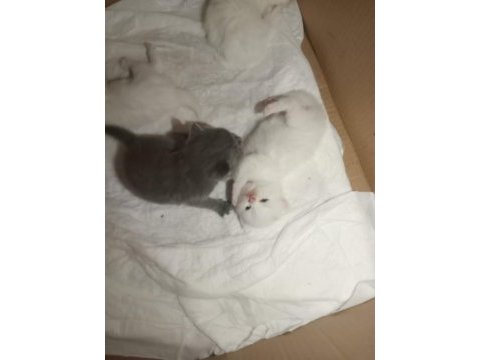 British shorthair bebeklerimiz yeni yuvasını arıyor