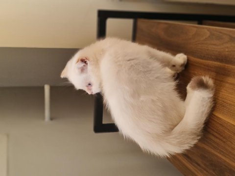 Ny1133 erkek ve dişi 3 aylık british longhair
