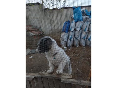 1 yaşında dişi terrier melezi