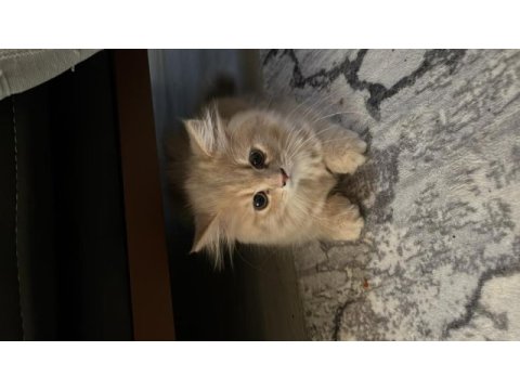British longhair bebişler