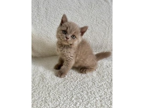 British shorthair fawn erkek yavru