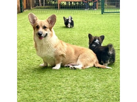 Pembroke welsh corgi yavruları - club k9 güvencesiyle
