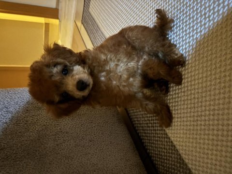 3 aylık toy poodle