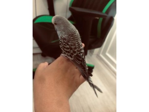 İri şov jumbo vasıflı muhabbet kuşu