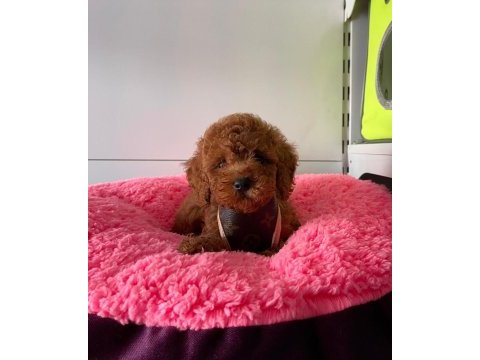 Irk ve saglık garantili poodle yavrularımız