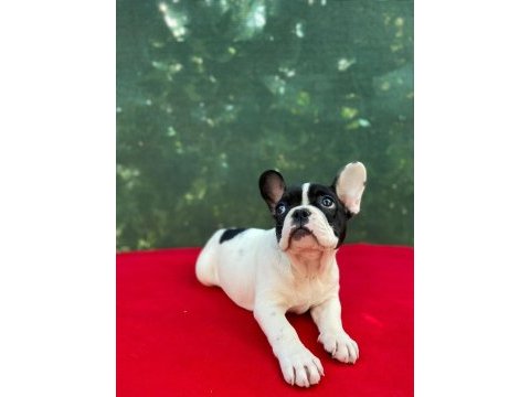 French bulldog yavrularımız yeni ailesini bekliyor