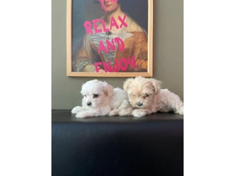 Ev ortamından son 2 dişi maltese terrier 45 günlük