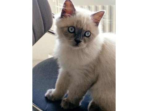4 aylık blue point kedimiz yeni yuvasını arıyor