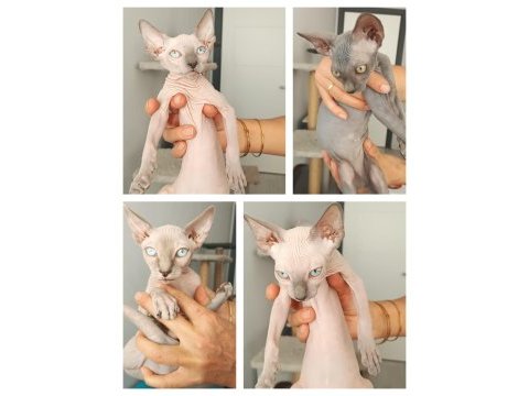 Sphynx yavru kedimiz