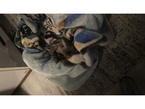 Sfenks bebek yuva arıyor